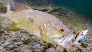 How Fish React To Different Lures Underwater Bite Footage [upl. by Andy]