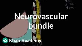 Neurovascular bundle  Respiratory system diseases  NCLEXRN  Khan Academy [upl. by Ronnica]