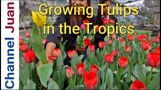 Update Growing Tulips Indoors in Warmer Climates [upl. by Naujek]