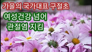 순수한 가을여인 구절초차 만들어 관절염지켜요음9월9일전후 꺽어야효능대박블루베리 수풀림푸른숲 [upl. by Ecyarg]