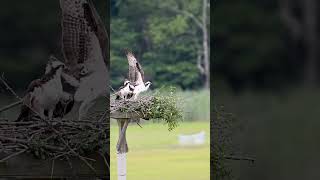 Osprey takes off from nest [upl. by Eilsel]