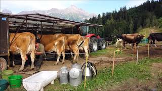 Milking cows in Switzerland [upl. by Acinomad]