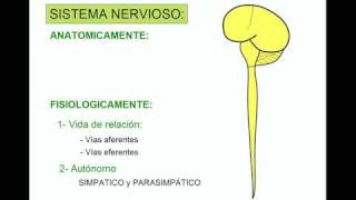 SISTEMA NERVIOSO 1 [upl. by Kravits546]