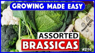 🌻216 🌻 Brassicas from Seed 🌻 Growing Made Easy 🌻 A Step by Step Guide [upl. by Elmajian]