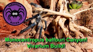 Monocentropus balfouri Canyon Huge Vivarium Build [upl. by Aitak]