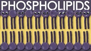 Phospholipids types structure and function [upl. by Unam]