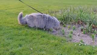 Excited British Longhair cat for the first time outside [upl. by Esch425]