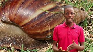 Snail Farming in Nigeria Free Practical Training on Our Farm [upl. by Hort346]