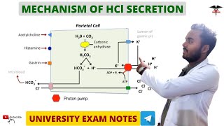 Mechanism Of HCl secretion  Regulation  Digestive system [upl. by Arlie692]