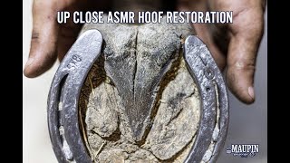 Up Close FARRIER ASMR  Satisfying Hoof Restoration [upl. by Alial994]