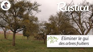 Eliminer le gui des arbres fruitiers [upl. by Etra]