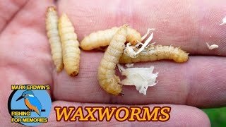 Roving on a tiny river  Fishing with Wax worms Video 86 [upl. by Gebhardt]