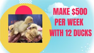 Make 500 per WEEK with only 12 ducks it’s easier than you think [upl. by Frodi907]