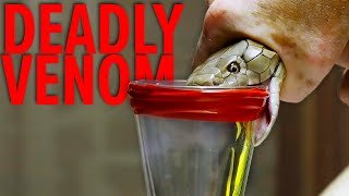 Deadliest Job in the World  Snake Milker Top 10 [upl. by Aihsenad]