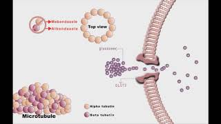 Anthelminthic drugs animation Mebendazole and Albendazole [upl. by Aciraj]