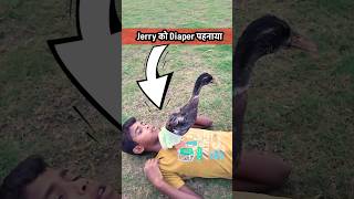 Baby Duck कब्र से जिंदा होकर Diaper पहनने लगा 🥺  ytshortsindia minivlog petsvlog [upl. by Enetsirhc]