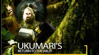 Ukumaris Return To The Wild [upl. by Goebel]