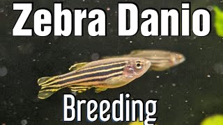 Breeding Zebra Danios [upl. by Cynthie]