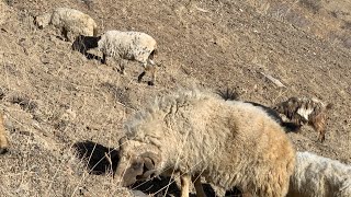 Real sheep sound  sheep baaing  sheep loud noise [upl. by Yecal]