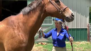 Herbal soothing Liniment for Horses [upl. by Katzen]