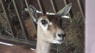 A wonderful blackbuck  Eine Hirschziegenantilope in HD [upl. by Dnaltiak]