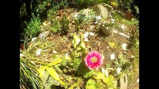 Beautiful Pink Opuntia Cactus flowers on the Gulf Islands [upl. by Aretahs]