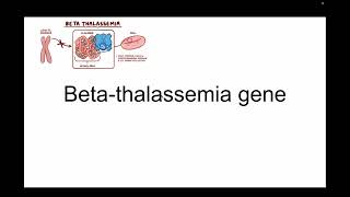 Beta Thalassemia Gene Editing [upl. by Nnyleuqaj]