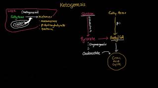 Ketogenesis [upl. by Dloreh]