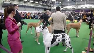 Great Danes at Westminster Kennel Club Dog Show [upl. by Nomde]