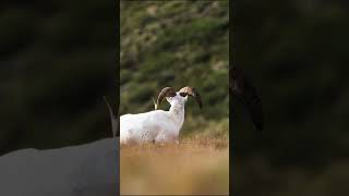 ALL NEW TONIGHT Pat is in the Northwest Territories chasing Dall sheep [upl. by Weiman474]