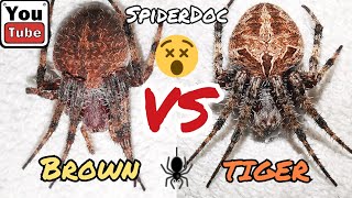 BROWN vs TIGER GENSAN Spider Fight sa Lian Batangas Parehong Matapang Laban ng mga Botchog [upl. by Renat]