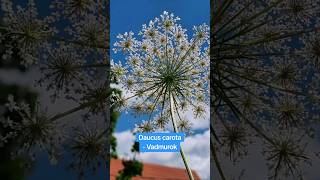 Daucus carota Vadmurok [upl. by Bertasi]