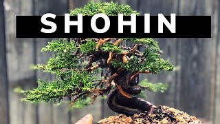 SHOHIN ITOIGAWA JUNIPER [upl. by Airak]