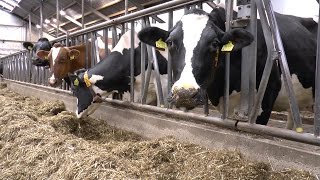 Huidige ontwikkeling bij voormalige praktijkschool Dairy Academy in Oenkerk  wwwmelkveenl [upl. by Idaline]