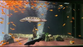 【CO181226】ブラックゴースト・エンドリケリー他 混泳 Black Ghost Knifefish  Polypterus endlicheri [upl. by Renee]