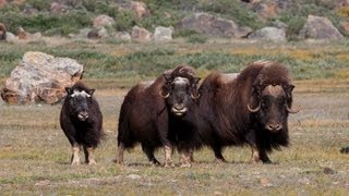 Wild Greenland  home of musk oxen and arctic char [upl. by Melena370]