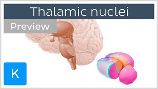 Thalamic nuclei anatomy and functions preview  Human Neuroanatomy  Kenhub [upl. by Ainolloppa]