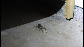 HUGE MAMA WOLF SPIDER WITH 50 BABIES ON HER BACK [upl. by Aniluap767]