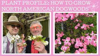 Plant Profile how to grow the North American Cornus or flowering dogwoods [upl. by Aratal]