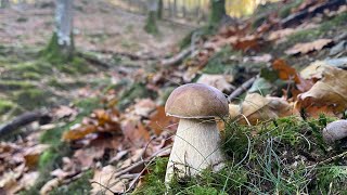 Boletus Edulis y algún Pinicola en noviembre de 2023 [upl. by Ynnej]