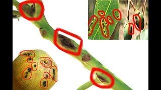 METHOD TO TREAT BACTERIAL BLACK SPOT DISEASE OF MANGO Xanthomonas campestris  PART 1 [upl. by Lebaron830]