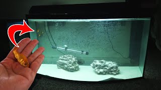 What happens if you put freshwater fish in saltwater [upl. by Abrahan163]