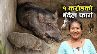 १ करोडको बँदेल फार्म घुमाउदै सुनिता गुरुङ  Wild boar husbandry in Nepal [upl. by Lovash]