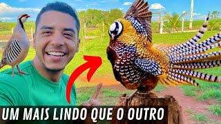 A criação de Faisão do Murilo Couto é Incrível  Aves Recriar [upl. by Munn]