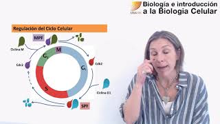 70 Biología celular Regulación del ciclo celular [upl. by Glover]