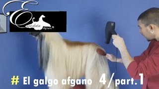 Documental del galgo afgano  Video 4  Part1  Peluquería del galgo afgano [upl. by Applegate]