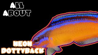 All About The Neon Dottyback [upl. by Hesper964]