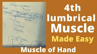 4th Lumbrical Intrinsic muscle of the hand  Claw hand [upl. by Bartram]