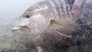 Five Feet High and Rising Fly Fishing Costa Rica [upl. by Refiffej247]