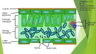 BIOLOGYGaseous exchange in plants [upl. by Amble]